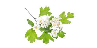 Weissdorn Heilpflanzen Weissdorn Krauter Pflanzen