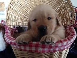 Ace's alaska dream (sr87082501), dam: Akc Golden Retriever Puppies For Sale In Elko Nevada Classified Americanlisted Com
