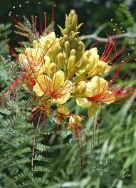 Yellow blooming bird of paradise desert bush in az tx ca. Caesalpinia Gilliesii Hardy Bird Of Paradise Tree For Sale 22 00 Plant Delights Nursery