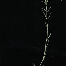 Image result for Cycnium recurvum