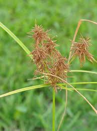 Image result for Cyperus deciduus