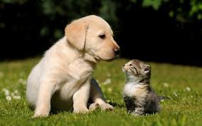 Kittens And Puppies Wallpapers Group 74 Picture of cute stuck black kitten. kittens and puppies wallpapers group 74