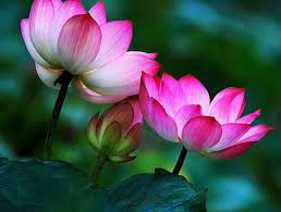 Airex Lotus Flower Seeds 10 Per Packet Each Seed Lily Flower Lotus Flower Seeds Lotus Flower Wallpaper