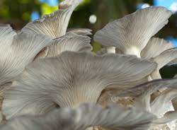 Mushroom Gourmet Oyster Mushrooms