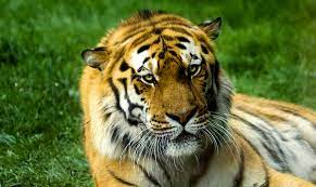 Twitter oficial del club atlético tigre. File Tigre Jpg Wikimedia Commons