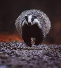 European Badger Ondrej Chvatal 500px Dachse Tiere
