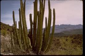 Recorded april 6, 2017 organ pipe cactus national monument is a unesco biosphere reserve located in extreme southern arizona which shares a border with the. Organ Pipe Cactus National Monument In Lukeville Arizona Kid Friendly Attractions Trekaroo