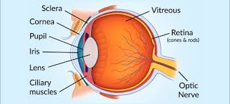 Human Eye: Definition, Parts, Functions, Structure, and Diagram