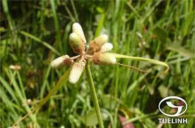 Image result for Lipocarpha chinensis