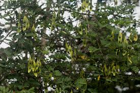 Image result for Dalbergia fischeri