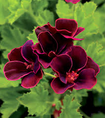 Check spelling or type a new query. Pelargonium Lord Bute Buy Online At Annie S Annuals