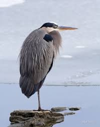 Identification Water Birds Of Colorado Great Blue Heron Blue Heron Pet Birds Sea Birds
