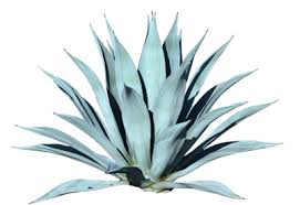 agave png 402 277 pixels agave azul vegetacion mezcal agave png 402 277 pixels agave azul