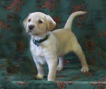 Find trustful dog of puppies breeds such a teacup yorkie, tiny maltese, morkies, toy poodle and more. North Bay Labrador Retriever Dogs Puppies For Sale Classifieds At Eclassifieds 4u