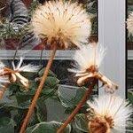 Image result for Senecio oxyriifolius