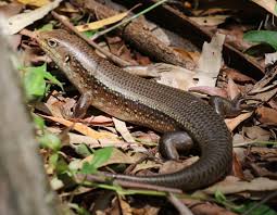 Bellatorias major / egernia s. Major Skink Bellatorias Frerei Inaturalist Ca
