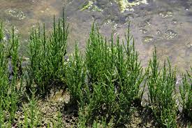 De la flore maritime de Lorraine dans le Pays du Saulnois » BLE Archives