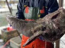 Image result for monk fish