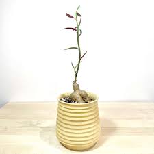 Image result for Monadenium crenatum