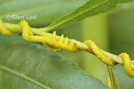 Image result for Cuscuta abyssinica