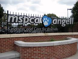 We did not find results for: Mspca Angell Wikipedia
