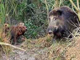 We did not find results for: Furto Di Cani Da Caccia In Molise Fatti Sparire Sei Maremmani Da Cinghiale L Eco