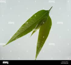 Image result for Monoon longifolium