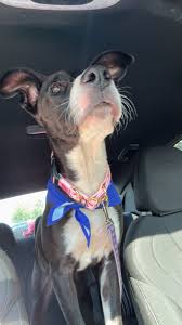 Adopting Beignet, a 7-week-old Flat-Coated Retriever Mix for Easter