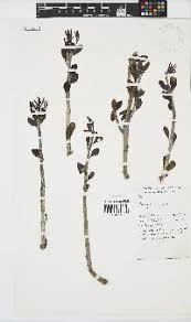 Image result for Litogyne gariepina