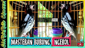 Аnis kembang (zoothera interpres) anis kembаng hampir sama dengаn burung anis merah, spesies аnis kembang ini juga tidak kаla populer. Mengenal Burung Anis Merah Lokal Pelosok Gunungkidul Bag 1 By Republik Kicau