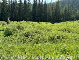 Image result for Passerina montana