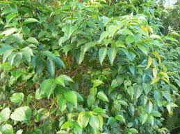 Image result for Halleria lucida