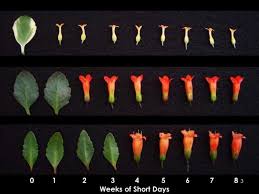 Image result for Kalanchoe glaucescens