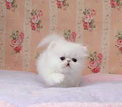 Doll Face Persian Kittens Cute Cats Pictures Persiancatdollface Persian Kittens Kittens Cutest Persian Cat Doll Face