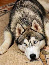 Ko Husky Beautiful Dog With Piercing Eyes Somebody S Best Buddy In The Whole World Animals Beautiful Cute Animals Dog Sledding
