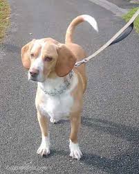 Basset hound x beagle x dogue de bordeaux mix = bebasset bordeaux. Bagle Hound Dog Breed Information And Pictures