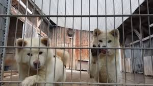 Hunde die ein zuhause gesucht haben, und nun endlich ein zufriedenes leben haben, machen einen selbst einfach glücklich. Viele Wahrend Corona Angeschaffte Hunde Landen Nun Im Tierheim Stern De