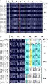 Chang ds, su h, tang gl, brevetti ls, sarkar r, wang r, kan yw, messina lm. A Cytokinin Activation Enzyme Like Gene Improves Grain Yield Under Various Field Conditions In Rice Springerlink