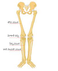 The bones together make up the hip. File Human Leg Bones Labeled Te Svg Wikimedia Commons