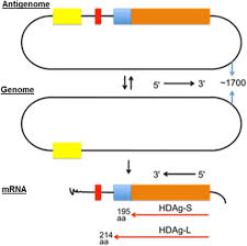They're a sign that your immune system is putting up a fight against the virus. Hepatitis Delta Virological And Clinical Aspects Virology Journal Full Text