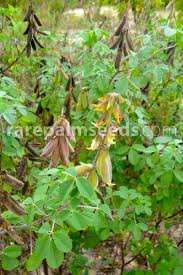 Image result for Crotalaria incompta