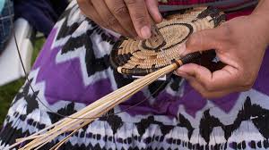 Image result for Cuviera semseii