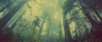 Casper via v10 wallpapers 720x1280 (select device / wallpaper size). Fog Of War 21 9 Ultrawide Hd Wallpaper 3440x1440 California Landscape Forest Wallpaper Foggy Forest