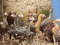 Jadwal sholat & imsak kecamatan papar, kediri, jawa timur dan daerah sekitarnya. Peternakan Ayam Bangkok Kediri Jawa Timur Tentang Kolam Kandang Ternak