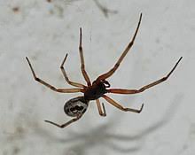 A false widow is believed to have been spotted among a nest of spiders that have taken over a milton keynes garage. Steatoda Nobilis Wikipedia