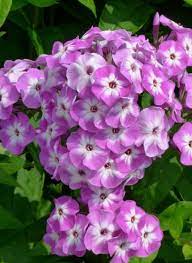 Phlox Paniculata Little Laura Beautiful Flowers Flower Field Annual Plants