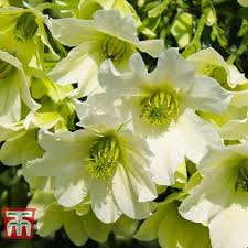 4.1 out of 5 stars 663. Clematis Early Sensation Plants Thompson Morgan
