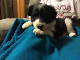 These sweet cuties will steal your heart the minute you meet them! Purebred Border Collie Puppies Farm Raised For Sale In Fort Morgan Colorado Classified Americanlisted Com