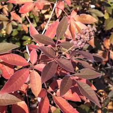 Image result for Vitex fischeri