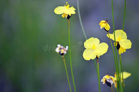 Image result for Xyridaceae